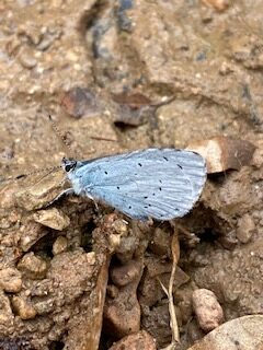 Un joli papillon bleu pointillé. (Fabienne)
